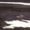 Sokol stehovavy - Falco peregrinus - Peregrine Falcon 5843